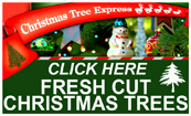 Fresh Cut Christmas Trees